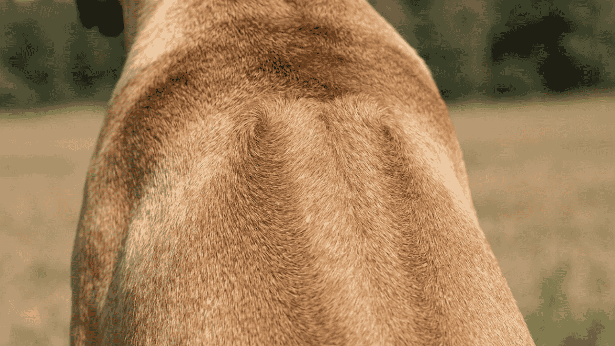 Ridgeback má na zádech "hřeben"