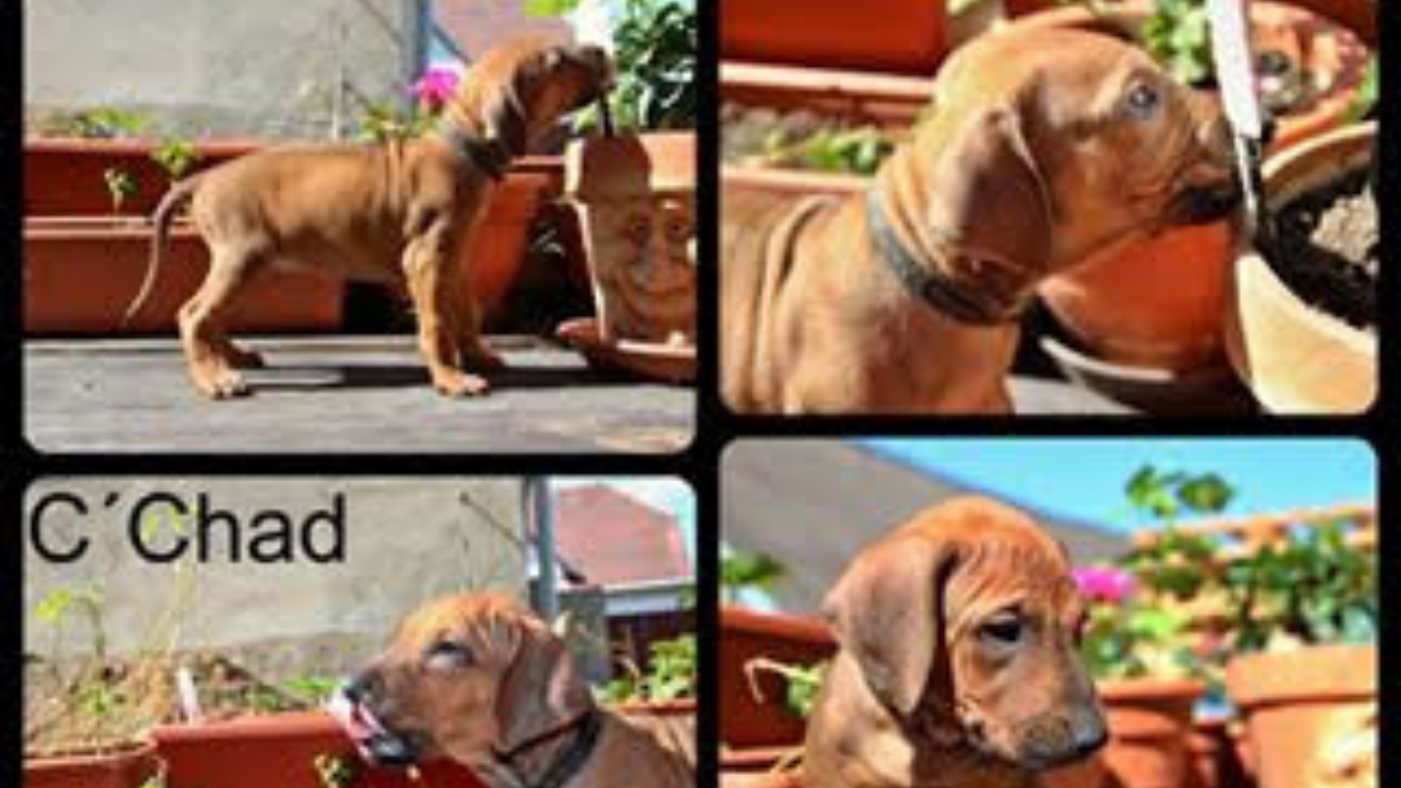 Naše štěňátka z vrhu C