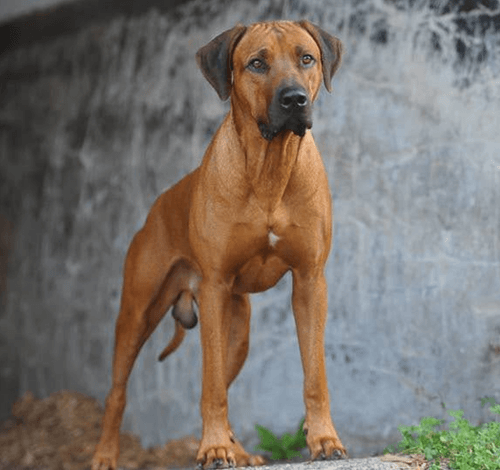 Hurricane - chov ridgebacků jižní Čechy - Asha Birra MTO