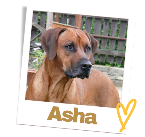 asha-hero-chov-ridgebacku-polaroid