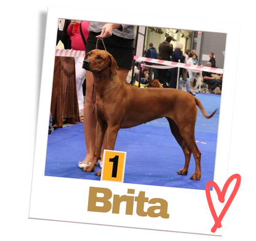 brita-hero-chov-ridgebacku-polaroid