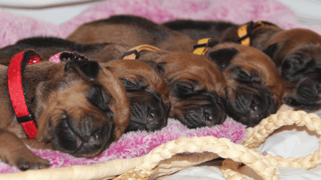 Vrh C: Jak vzniklo 13 ridgebacků s africkými kořeny | Ashabirra