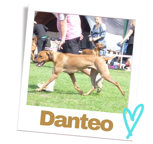 danteo-hero-chov-ridgebacku-polaroid
