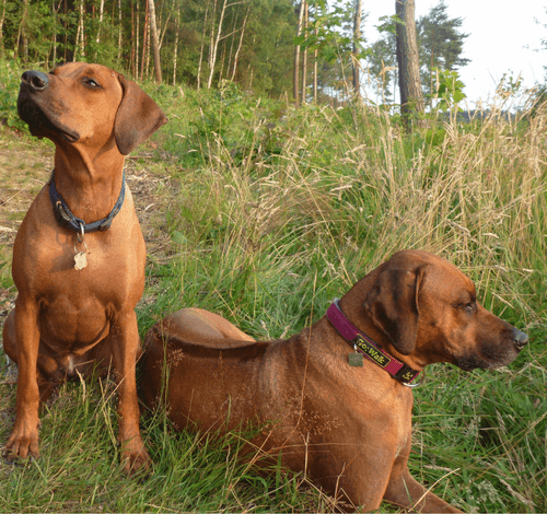 Naši psi - chovná stanice rhodéský ridgeback jižní Čehcy - ashabirra MTO
