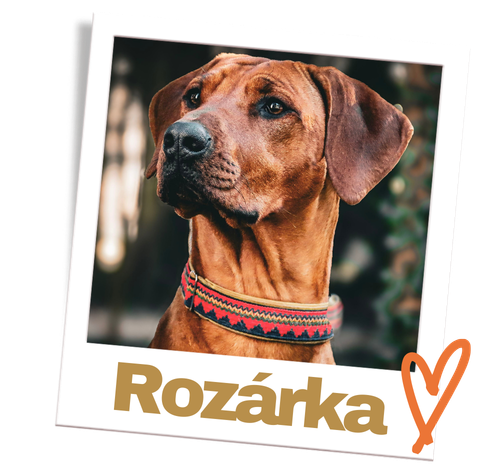 Chov štěňat rhodéský ridgeback jižní Čechy