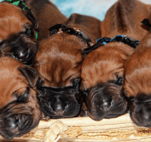 Štěňata rhodeského ridgebacka - chovná stanice Asha Bira MTO